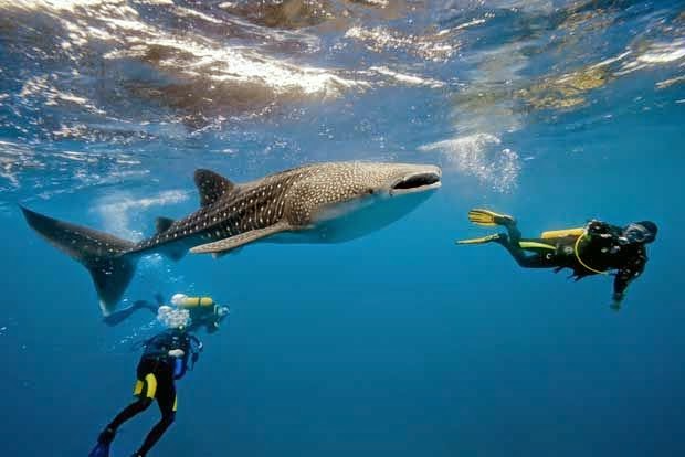 MUSANDAM SCUBA DIVING